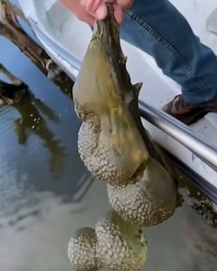 9.3K views | He pulled this ‘alien egg pod’ from the lake... now officials have issued a warning What IS this?! Check first comment He pulled this ‘alien egg pod’ from the lake... now officials have issued a warning What IS this?! Check⬇️ | Everyday Grace | Facebook