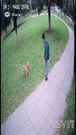 54 reactions · 3 comments | Saturday. Dog park. 3 p.m. Sadie playing....