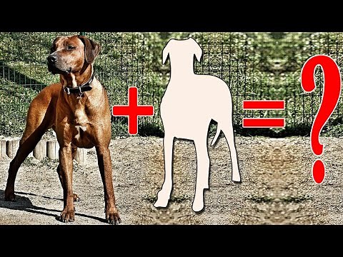 Rhodesian Ridgeback Mixes – Meet The Hybrids Of This Ancient Dog