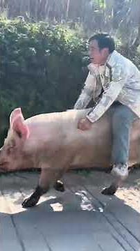 Man enjoys a playful ride on a pig in Guizhou, China