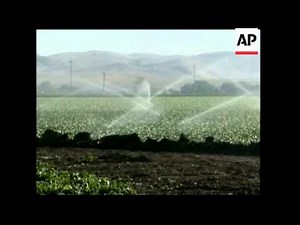 Large quantities of spinach withdrawn in E.coli scare