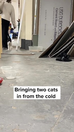 Marble and Rune appeared on one of the coldest days of the year in an apartment building backyard, disoriented and clearly in need of help. A compassionate building super brought them inside and reached out to us for help. Both of these friends are incredibly sweet, and we'll likely never know what circumstances led to their people making the heartbreaking decision to leave them behind. But thanks to you, they are now safe inside getting all the medical care and attention they need, and won't be