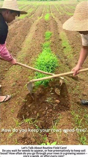 Straw Hat Farmer Hoes Between Rows – Soil & Weed Management 🧑‍🌾⛏️