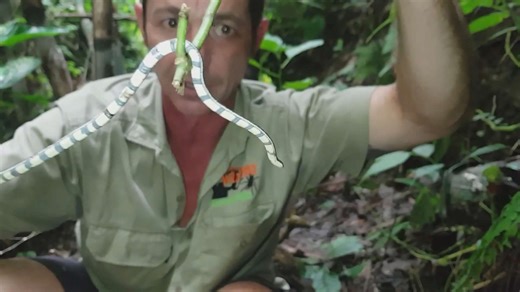 Examining deadly coral snake patterns