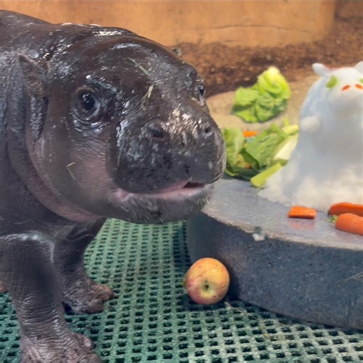 John Ball Zoo on Instagram: "Frosty the Snow-Hippo is a fairy tale, they say He was made of snow, but Hugo did know How he came to life one day! ✨ Hugo met his frosty twin this past weekend. ☃️ Made by our animal care team and packed with yummy veggies, this tiny snowman was love at first bite. 🥕 📸: Zookeeper Sam & Hannah"