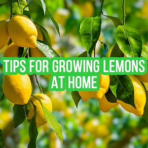 6.9K views · 30 reactions | You can grow lemons, apples and potatoes at home! | Fabiosa Digest | Facebook