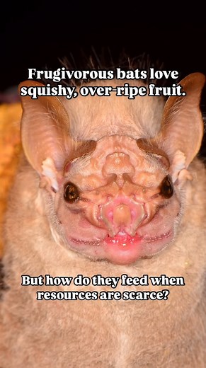12K views · 291 reactions | Not just a pretty face— the Wrinkle faced bat uses its strong jaw to feed on very hard or under-ripe fruits when resources are scarce. : Jose Gabriel Martinez Fonseca | Bat Conservation International | Facebook