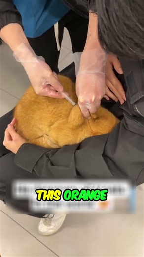 Incredible Cat Stays Calm During Vet Visit!