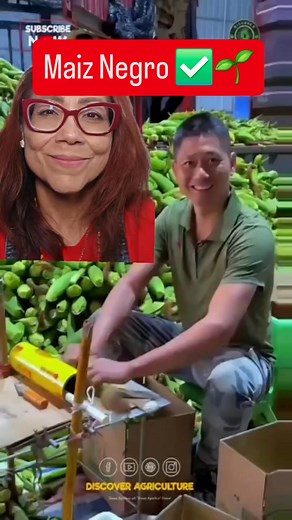 🌎 El maíz negro es una variedad natural de maíz que se cultiva principalmente en México, Perú y Bolivia. Su color oscuro se debe a un alto contenido de antocianinas, los mismos antioxidantes presentes en frutas como los arándanos.🌱✅️👌 | Mi Casa Verde