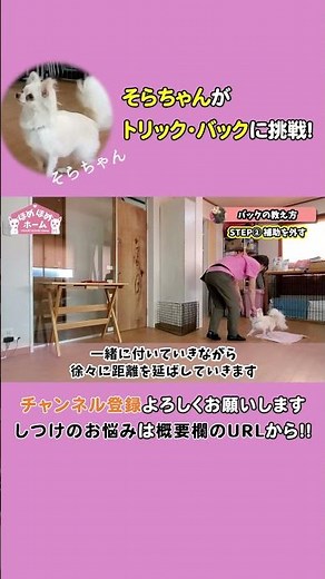 【犬の芸】３分で分かるドッグトリック「バック」の教え方/チワワ・そらちゃん #shorts