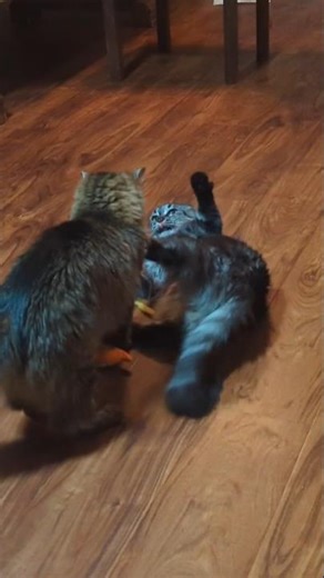 What Will Magikarp Do? •Fight •Run •Call for Backup