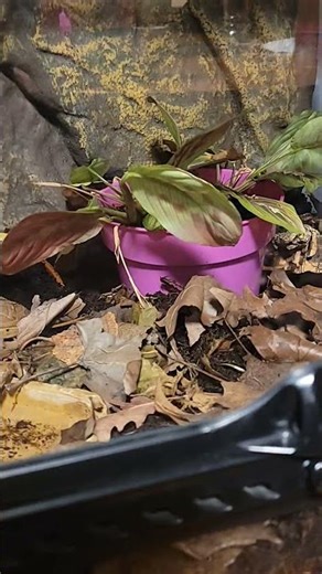 what should I name him! #amphibian #packmanfrog #cute #nameideas #trend #4urpage #animals