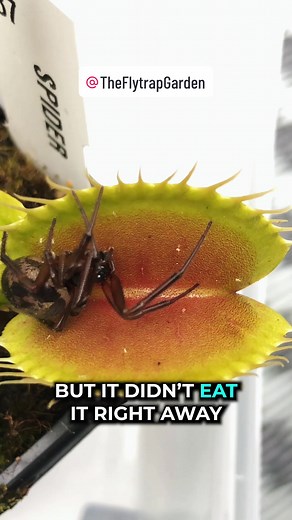 This was our most viral video from last year 😳 picky venus flytraps #venusflytrap #carnivorousplant #flytrap #plants #garden #foryou #fyp #foryoupage #theflytrapgarden