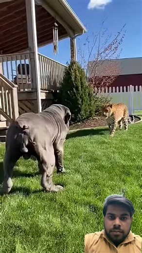 #animals #lion #tiger #wildlife #dogbreed #amazonjunglekarahasya #nature #pitbull #kangal #remix