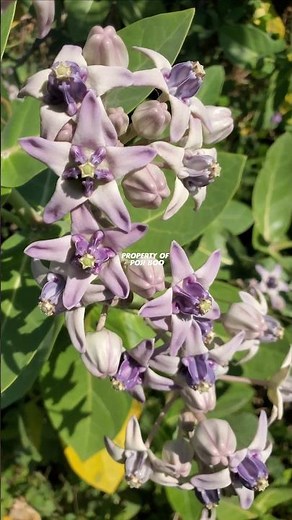 TANAMAN BIDURI WIDURI ‼️ Calotropis gigantea #Calotropisgigantea #widuri #biduri #calotropis
