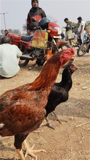 #male & female murga #shortvideo #viral short