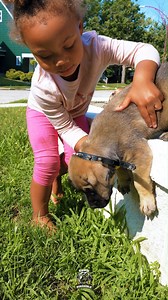 This Boerboel pup and Baby J are seriously inseparable already❤️💯. She’s gentle, he’s curious—it just works. Watching them together is pure joy, like they were meant to be a pair.🙌🏾 #thursday #thursdaymorning #Thursdays #thursdayfun #thursdaygrind #feature #mastiff #dogs #boerboel #boerboelsofinstagram #southafricanboerboel #boerboels #boerboelpuppy #boerboellove #boerboelmastiff #boerboellife #boerboelmoments #boerboelfans #boerboelofinstagram #boerboelinstagram #boerboellovers #boerboellife