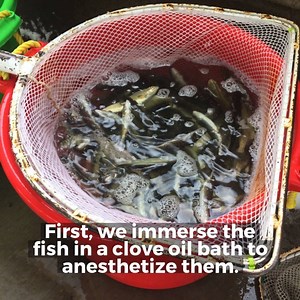86K views · 320 reactions | More than 170,000 cutthroat trout got a fin clipped and the ride of their life at the Kamas State Fish Hatchery recently. These clipped cutthroats will soon be stocked into Bear Lake! If you catch a cutthroat with a clipped fin at Bear Lake, you can keep it. All non-clipped cutthroats —which are fish that naturally reproduce in the lake — must be released to help the lake's amazing cutthroat population grow. | Utah Division of Wildlife Resources | Facebook