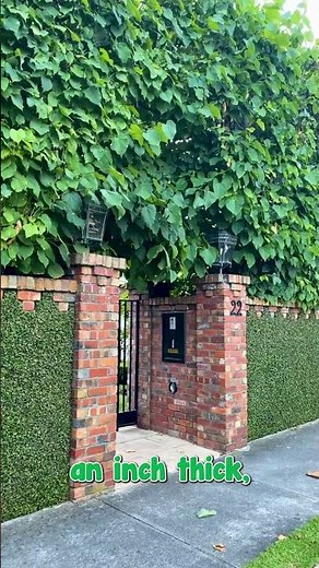 Spiderman CAN'T Compete with this Climber! Ficus pumila ‘Climbing Ficus’