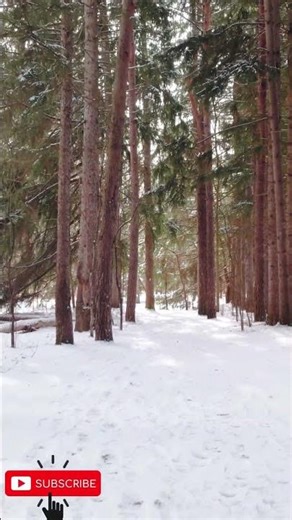 Cedar Tree Trail Winter #wintertree #snow #snowtrails