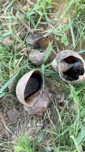 The snail was eaten by a mouse. #highlights #shortvideo #nature #snail #subscribe #animals