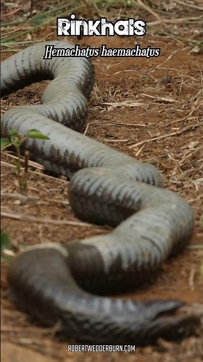 This snake is NOT what it looks like!