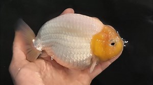 How to Grow Giant, Chunky, Thick Goldfish Successfully