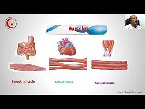 Anatomy of the Muscles & fascia