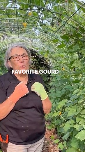 Fall gourd envy? Wishing you had planted or even known about these itsy-bitsy tiny gourds? I used to struggle with forgetting to order seeds of crops I’d seen along the way and then kicking myself for not having them. I found the cure for my problem. Whenever I am introduced or see a flower that I want to grow, I seize the moment and order the seed right away. Then I file the seed in the appropriate seed starting season vault and I don’t have to think of it again. When that season comes, I pullo