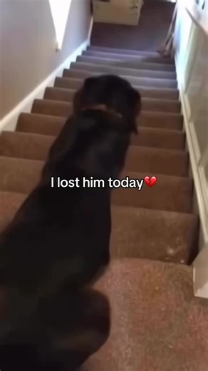 Mr. Wazowski on Instagram: "Seen me before? Follow (@nemplyd) already ?🙏🥀 日本利用压电瓷砖将脚步转化为电能。这些瓷砖捕捉来自你脚步的动能。当你行走时，你的重量和动作会对瓷砖产生压力。瓷砖会轻微弯曲，从而产生机械应力。瓷砖内部的压电材料将这种应力转化为电能。每一步都会产生少量电荷，而数百万步结合在一起就能产生足够的电力来驱动LED 灯、数字显示屏和传感器。在像涩谷车站这样繁忙的地方，每天大约有240万个脚步为这一系统作出贡献。这些电能可以被储存或立即使用，从而減少对传统电力来源的依赖，并支持可持续的城市基础设施。这种方法将日常运动转化为实用的可再生能源 #日本#知识#事实 #你知道吗 #推荐 #科技 #创新 #历史 #技术#实验#热门"