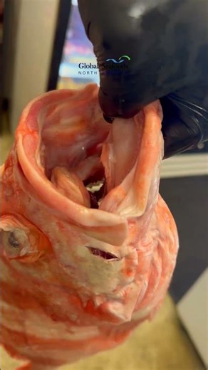 Massive Rockfish Size Check — Freshness & Cooking Tips | Pacific Rockfish