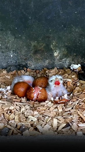 Watch the full story of how five Kestrel chicks were raised 🐣🥰 #wildlife #birdwatching #nature #birdhouse #birds | Nest Box Live