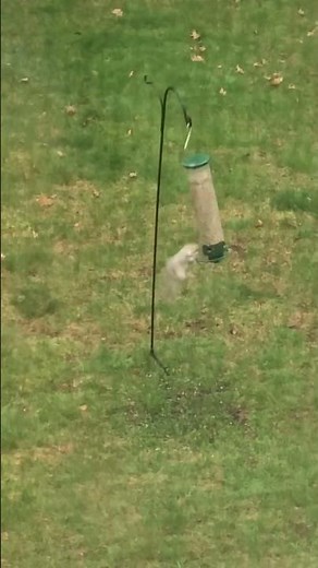 Squirrel takes a spin on Yankee Flipper bird feeder