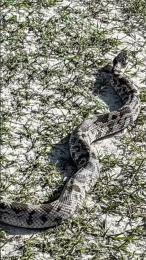 "A rare, close-up look at a Florida Pine Snake. one true icons of our Florida scrub habitats."
