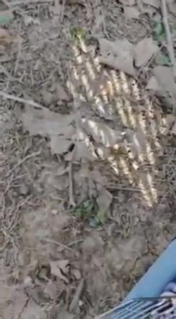 3.3K views · 39 reactions | This adult Eastern cottontail rabbit was brought to Broadbent Wildlife Sanctuary after being attacked by a cat. Our animal care staff including Cassandra and Serena provided first aid and supportive care until she was all healed and ready to take off back into her native habitat! She was a real fighter. This is the best part of what we do - rehabbing and getting to see them released! | Broadbent Wildlife Sanctuary | Facebook