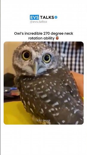 How Owls Rotate Their Necks 270° 😳🦉 | Nature’s Engineering!
