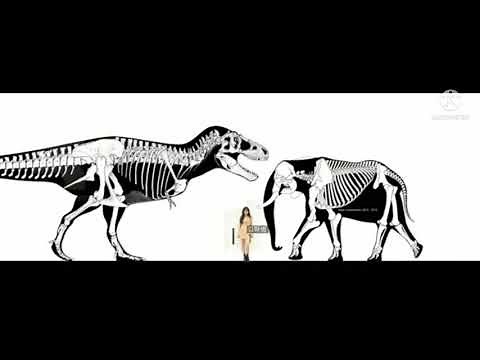 African bush elephant and Tyrannosaurus rex size comparison