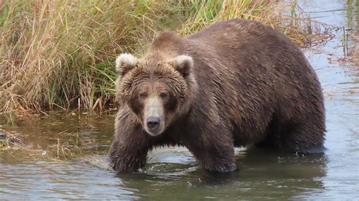 Celebrating How Brown Bears Fatten Up for Hibernation