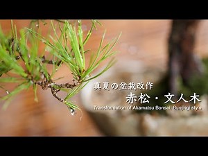Transformation of Akamatsu Bonsai, Bunjingi style
