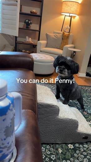 Foam steps for the win! Little dogs sometimes need a little extra help, especially as they age. These pet stairs are lightweight, sturdy and make it easier for pets to climb on the couch, bed, or even the car