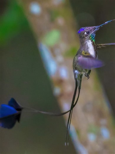 El majestuoso colibrí cola de espátula - Ave en peligro de extinción