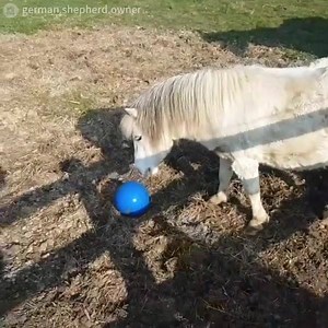 13K views · 192 reactions | This horse and dog love playing together... in their own way  | Pet Videos Daily | Facebook