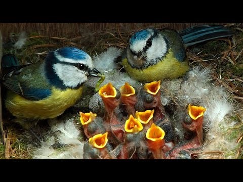 The Secret Life of Blue Tit - Documentary