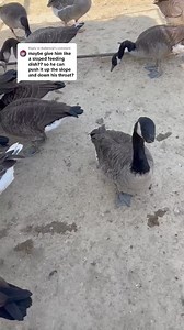 Casper tests out eating from a scoop ☺️ pretty sure it’s Casper approved ✅. #fyp #casperthegoose #casperthefriendlygoose #canadagoose #animalrescue #animalsanctuary #waterfowl #waterfowlrescue #wildlife #wildliferehab | Carolina Waterfowl Rescue