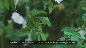 Advanced Techniques for Organic Pest Control