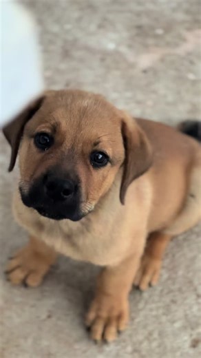 Livestock Farming Insights in South Africa