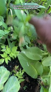 17K views · 116 reactions | Chaos Garden Drive By Review Part 2 | Gardening Under Influence LLC | Facebook