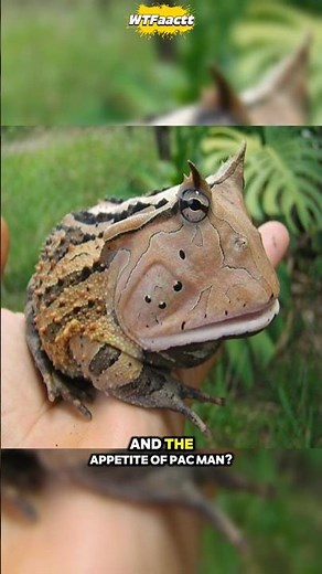 Horned Froog !! #frog #pacmanfrog #bullfrog