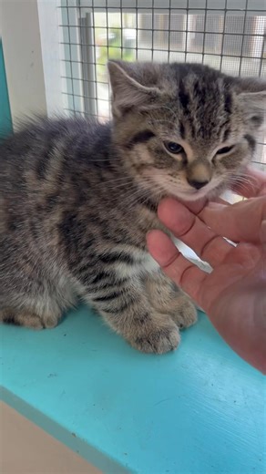 It's All About The Animals, Inc. on Reels