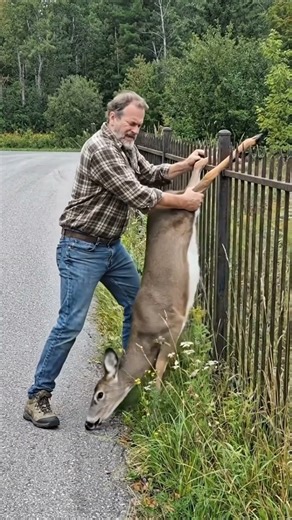 Kind old man rescues a deer from a fence #animals